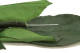 Stabilized rose stem short extra - 5 Stems - Green 4