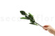 Stabilized rose stem short extra - 5 Stems - Green 3