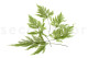 Tabalia Fern Stabilized - Green 4