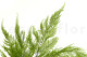 Fougère Tabalia Stabilisée - Vert 2