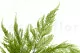 Preserved Tabalia Fern 2