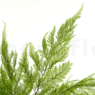 Preserved Tabalia Fern