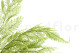 Helecho Tabalia Preservado - Verde 8