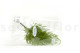 Tabalia Fern Stabilized - Green 11