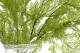 Helecho Tabalia Preservado - Verde 9