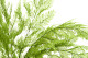 Helecho Tabalia Preservado - Verde 10