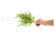 Tabalia Fern Stabilized - Green 5