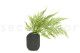 Tabalia Fern Stabilized - Green 3