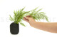 Tabalia Fern Stabilized - Green 7