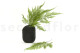 Tabalia Fern Stabilized - Green 6