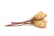 Getrocknete Protea Repens - 5 Stiele - Cremefarben 4