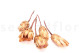 Getrocknete Protea Repens - 5 Stiele - Cremefarben 6