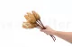 Dried Protea Repens Cream (x5) 3