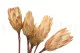 Protea Repens essiccata Crema (x5) 2
