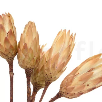 Getrocknete Protea Repens Creme (x5)
