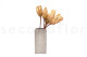 Getrocknete Protea Repens - 5 Stiele - Cremefarben 7