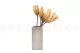 Getrocknete Protea Repens Creme (x5) 7