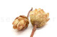 Getrocknete Protea Repens - 5 Stiele - Cremefarben 9