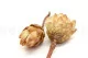 Protea Repens seca Crema (x5) 9