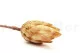 Dried Protea Repens Cream (x5) 5