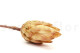 Getrocknete Protea Repens - 5 Stiele - Cremefarben 5