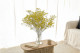 Gypsophila stabilizzata - Giallo 1