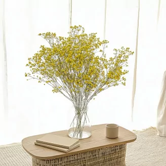 Gypsophile stabilis&eacute; Jaune
