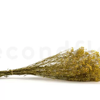 Gipsofila preservada Amarillo
