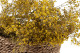 Gypsophila stabilizzata - Giallo 6