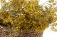 Gypsophile stabilis&eacute; Jaune 6