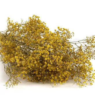 Preserved Gypsophila Yellow