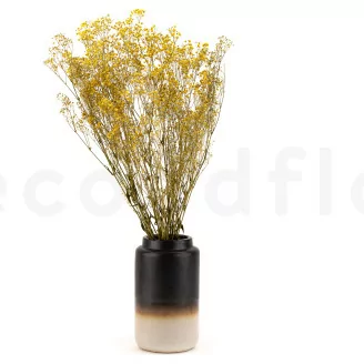 Preserved Gypsophila Yellow