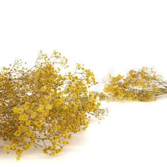 Gipsofila preservada Amarillo