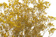 Gypsophila stabilizzata - Giallo 2