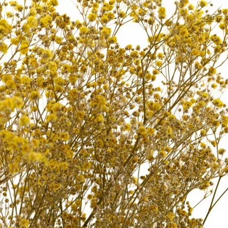 Gypsophile stabilis&eacute; Jaune