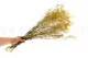 Preserved Gypsophila Yellow 7