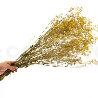 Preserved Gypsophila Yellow