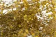Gipsofila preservada Amarillo 9
