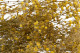 Gypsophila stabilizzata - Giallo 9