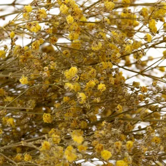 Preserved Gypsophila Yellow