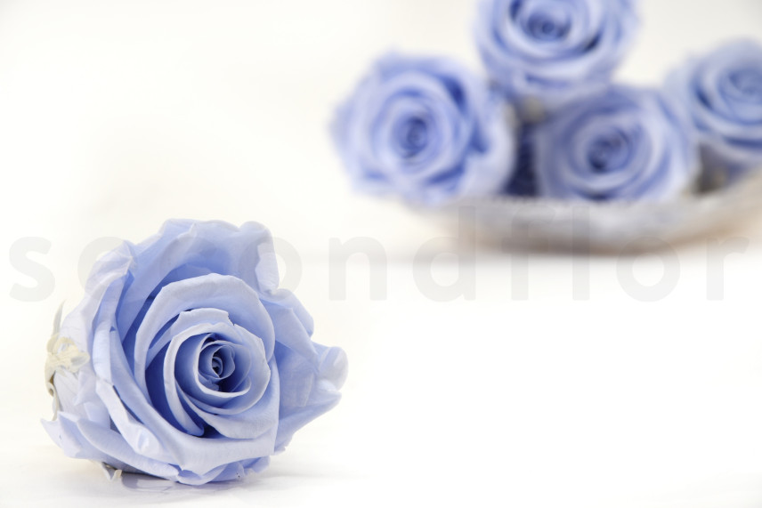 Konservierte Rose Kiara XL - Verpackung 6 St. - Cool Lavender