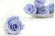 Rosa preservada XL Lavanda (x6) 1
