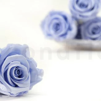 Konservierte Rose XL Lavendel (x6)
