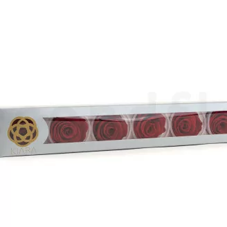 Rosa preservada XL Rojo (x6)