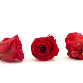 Rose stabilis&eacute;e XL Rouge (x6)