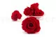 Rosa preservada XL Rojo (x6) 9