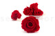 Stabilized rose Kiara XL - Box of 6 - Vibrant Red 9