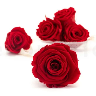 Rose stabilis&eacute;e XL Rouge (x6)