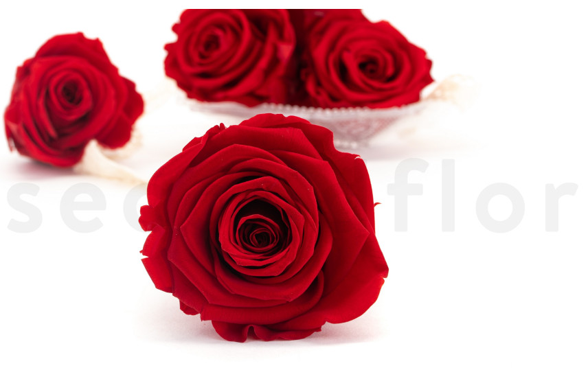 Preserved rose Kiara XL - Box of 6 - Vibrant Red