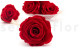 Stabilized rose Kiara XL - Box of 6 - Vibrant Red 2